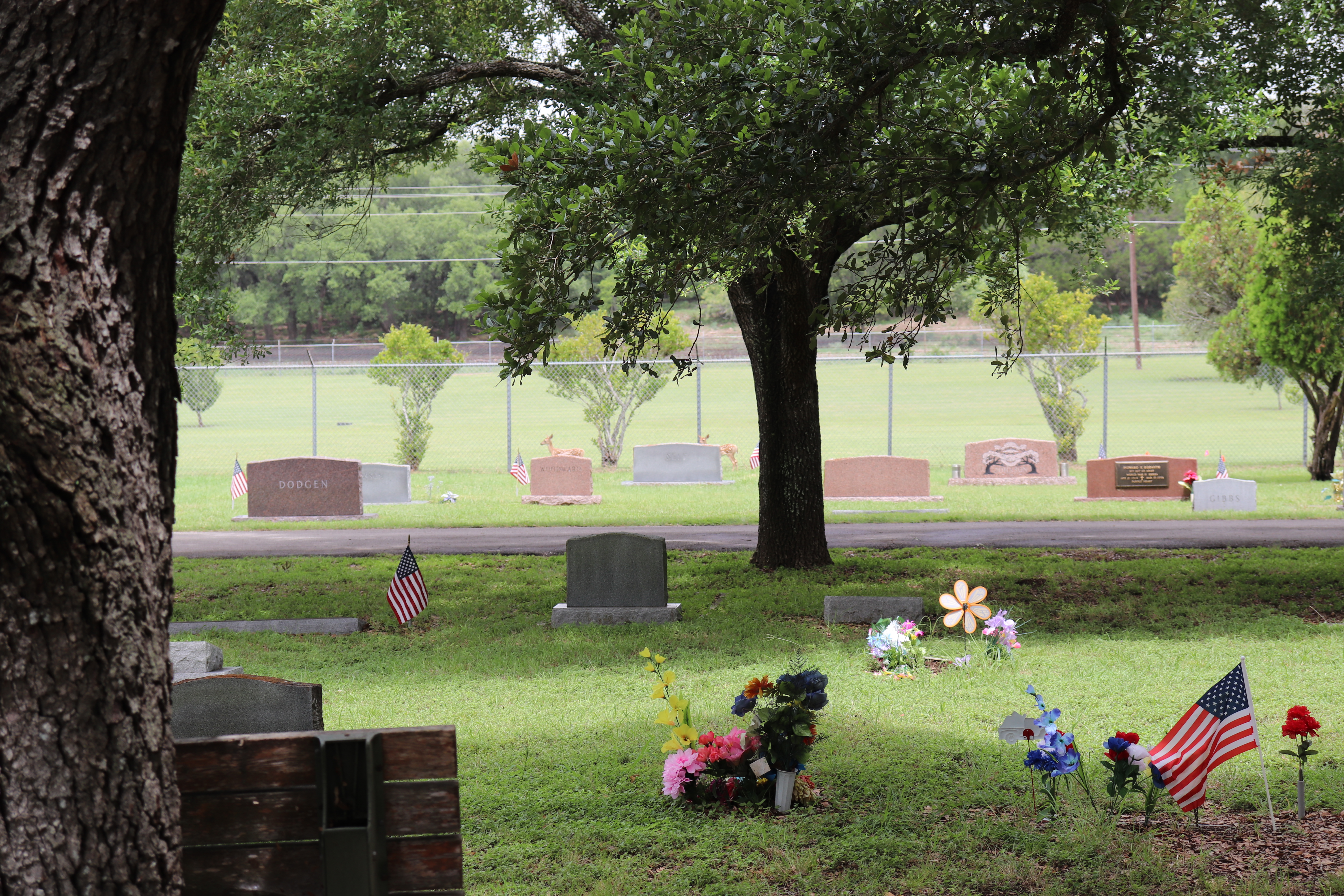 Photographed 27 Jun 2020.