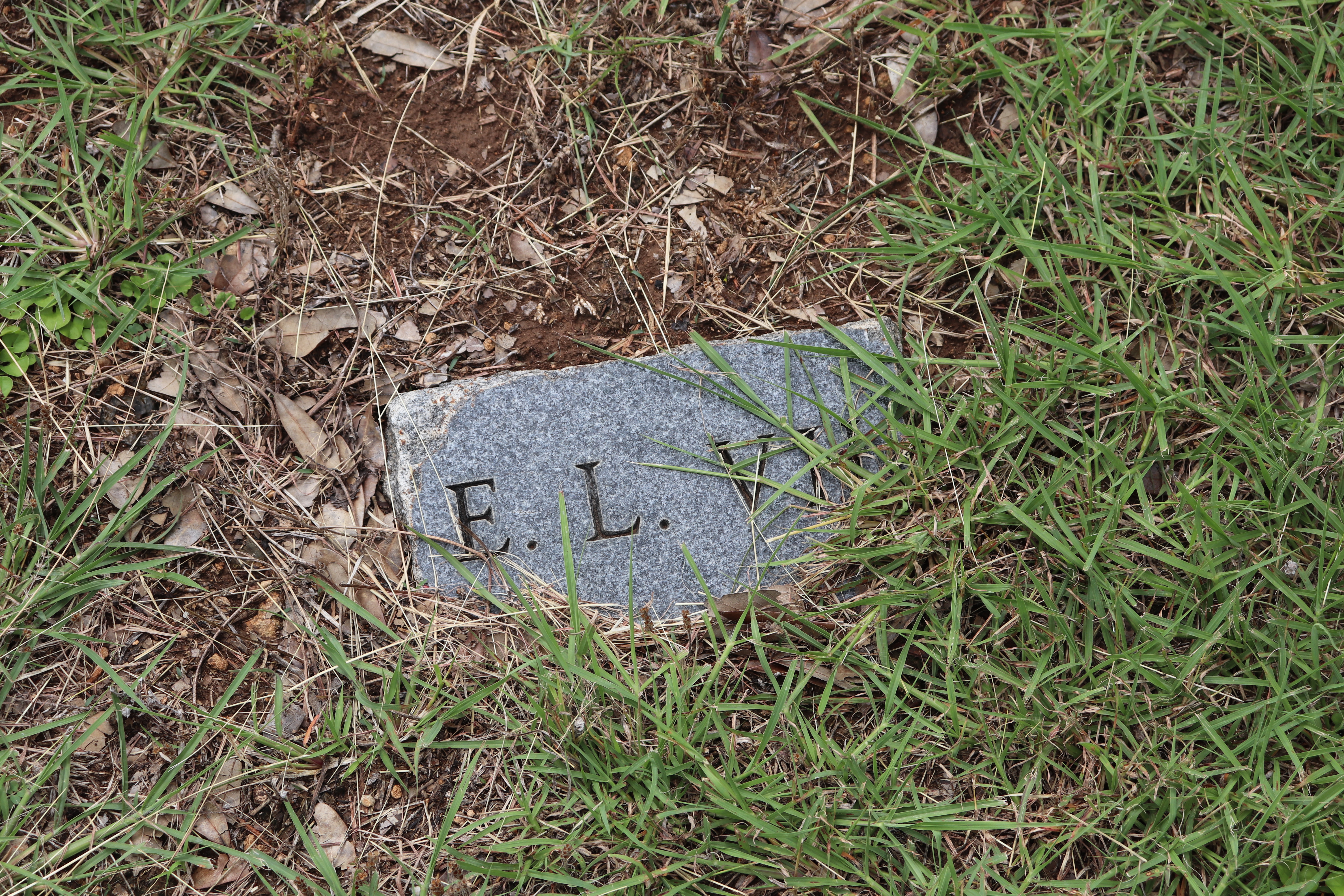 Photographed 27 Jun 2020.