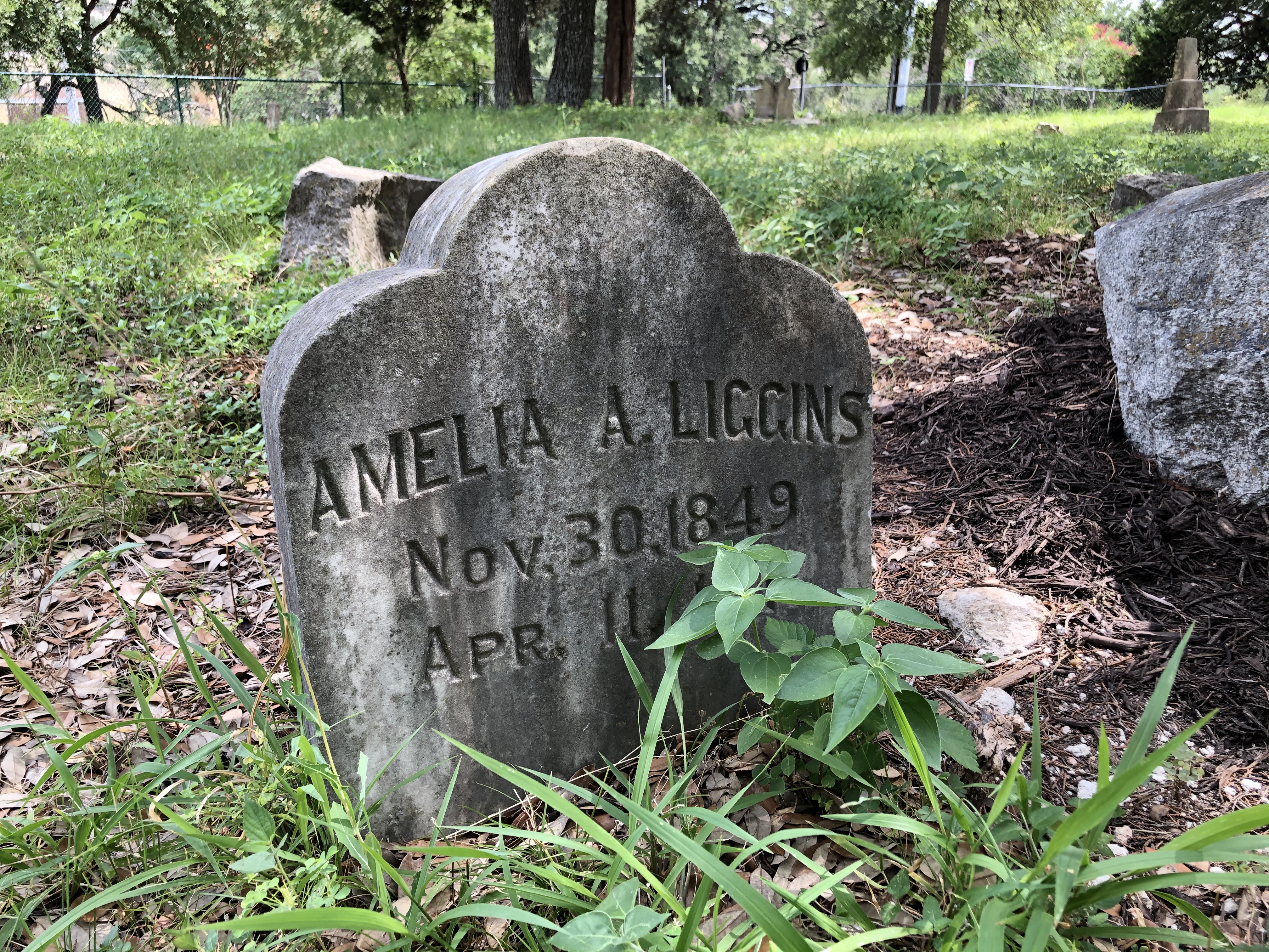 Photographed 07 July 2020.