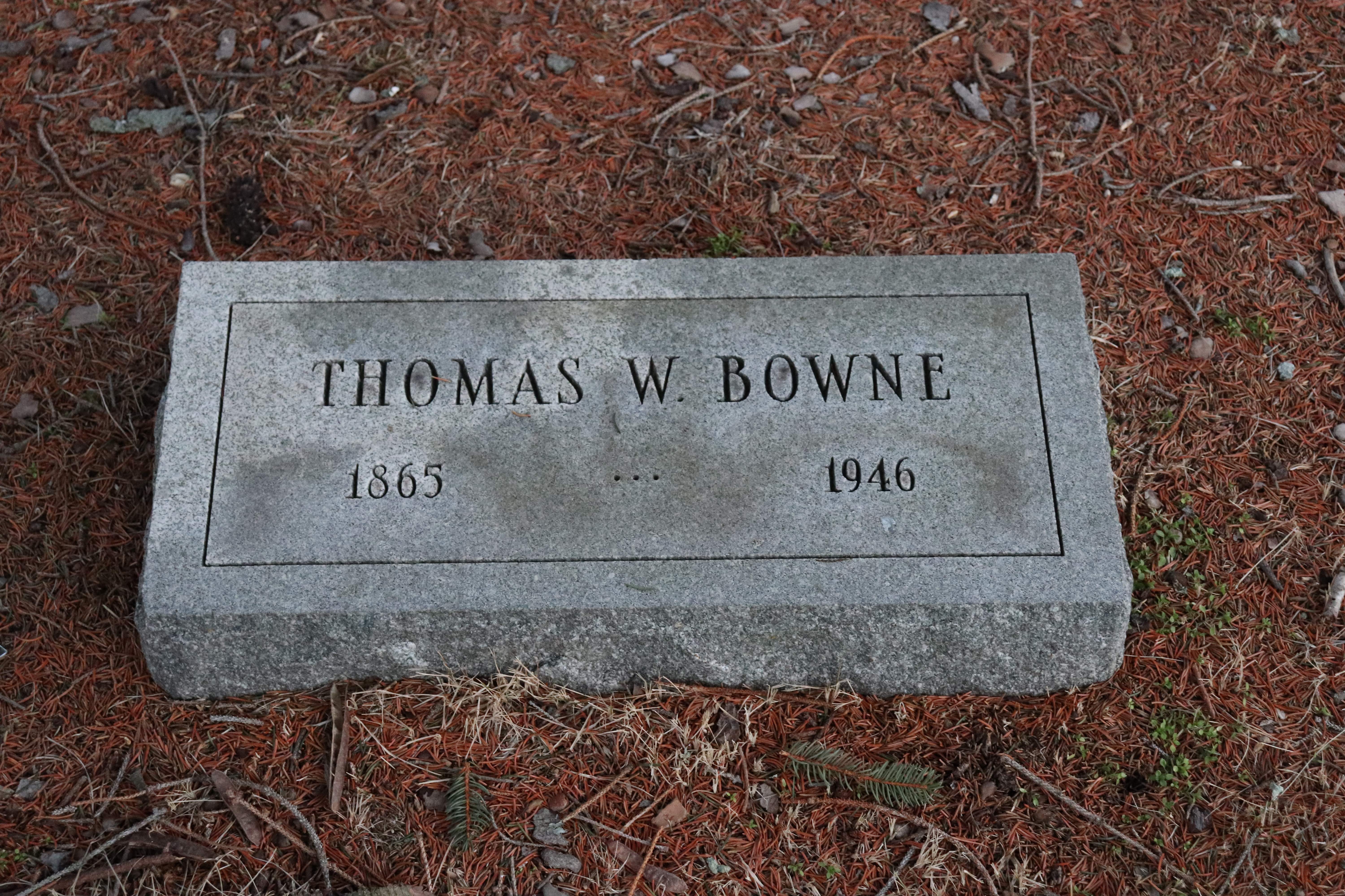 Photographed 26 Dec 2019.