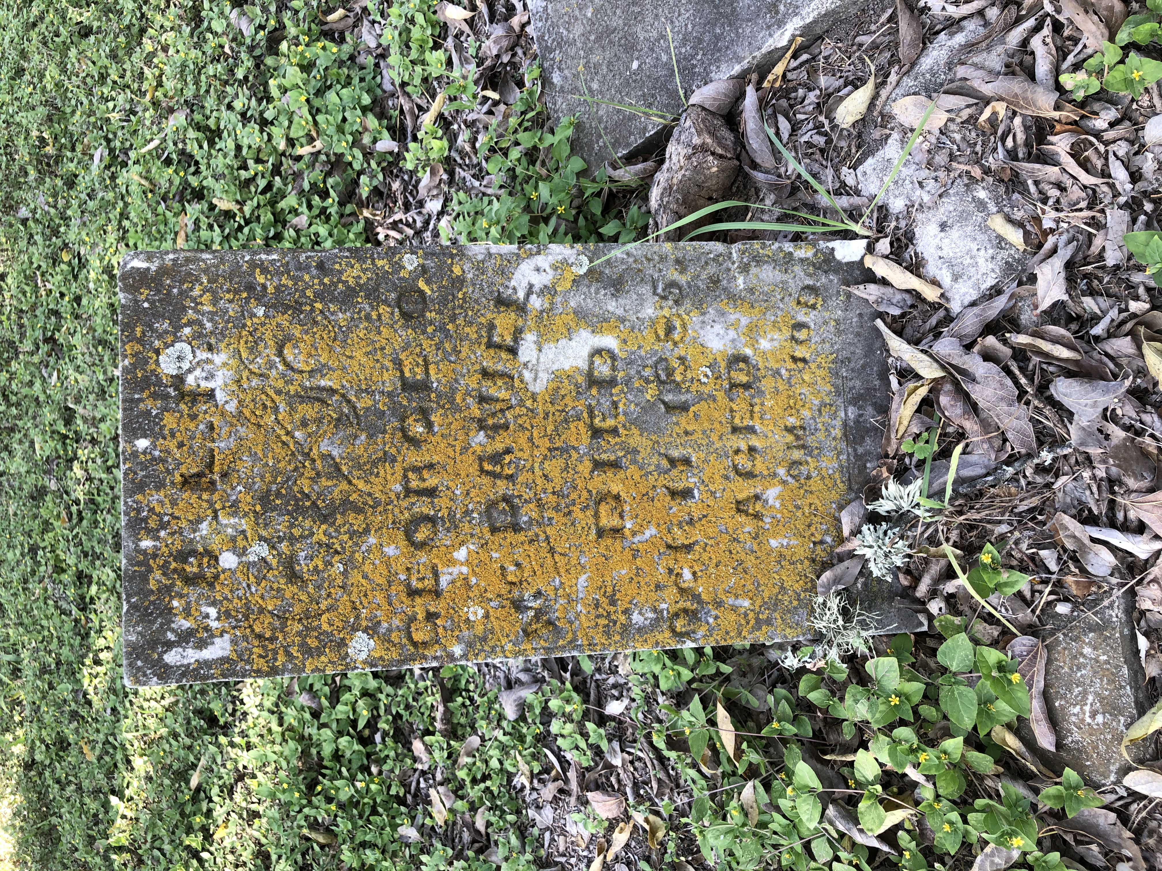 Photographed 06 October 2020.