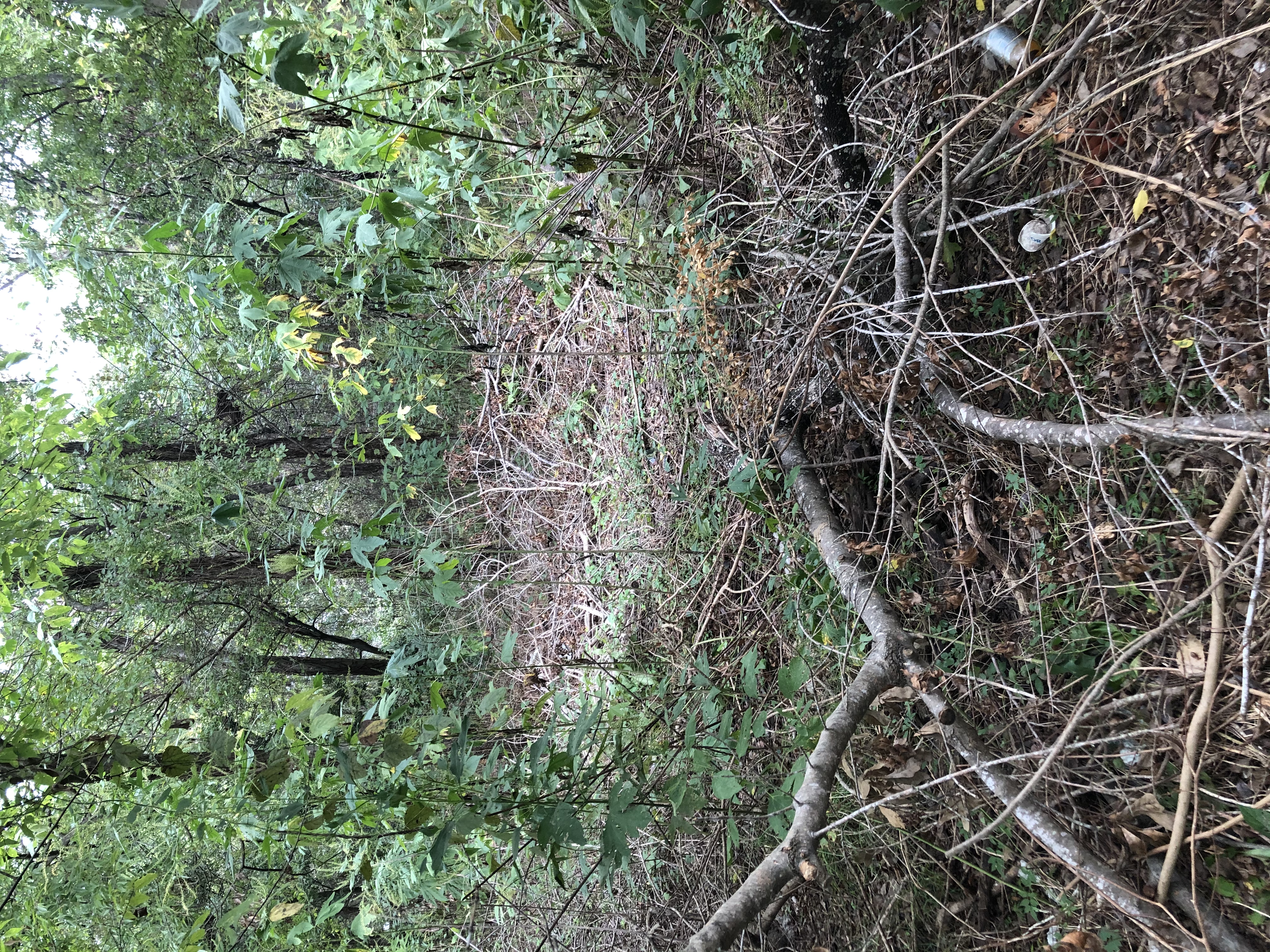 Photographed 08 October 2020.