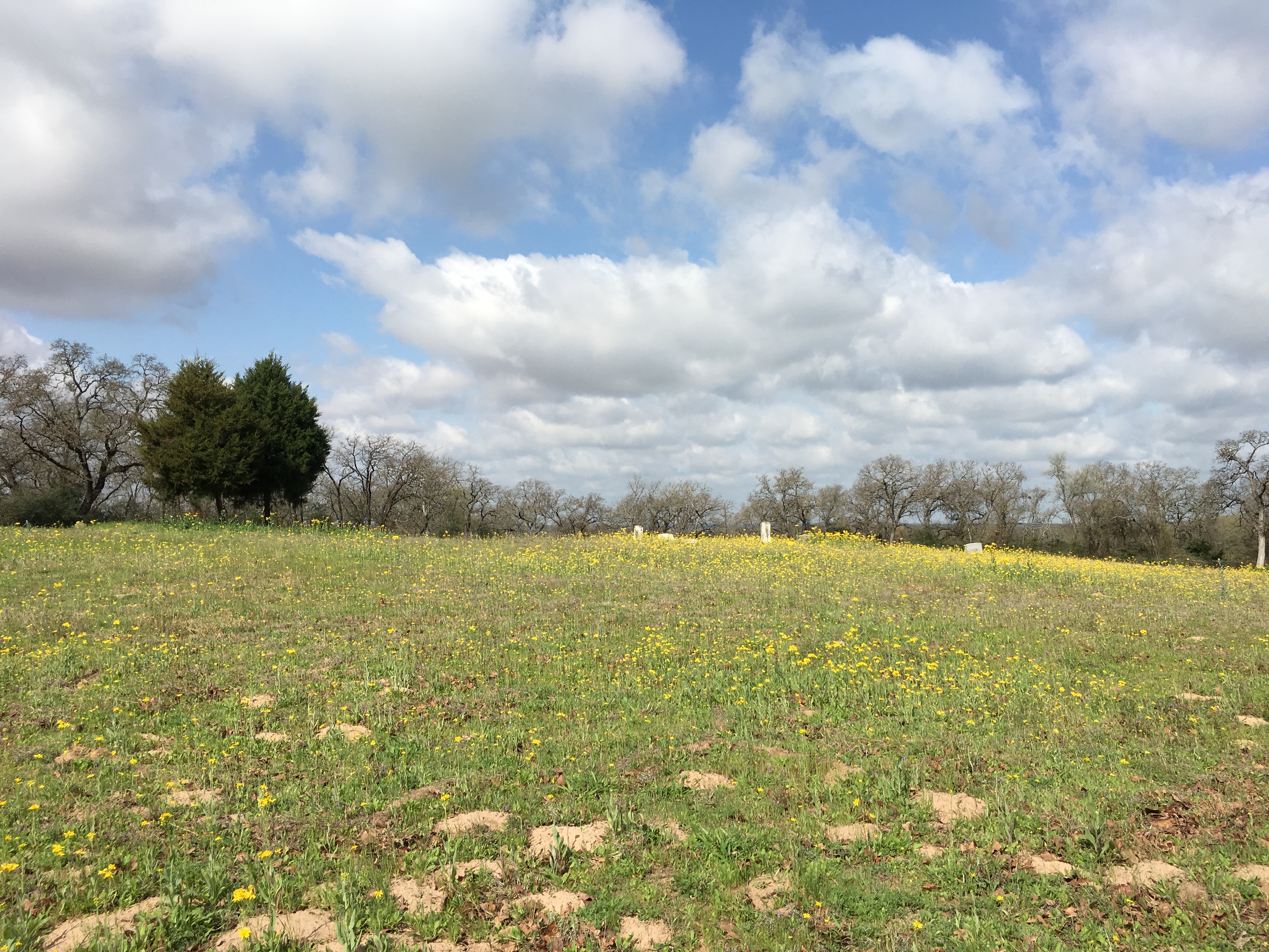 Photographed 16 Mar 2018.