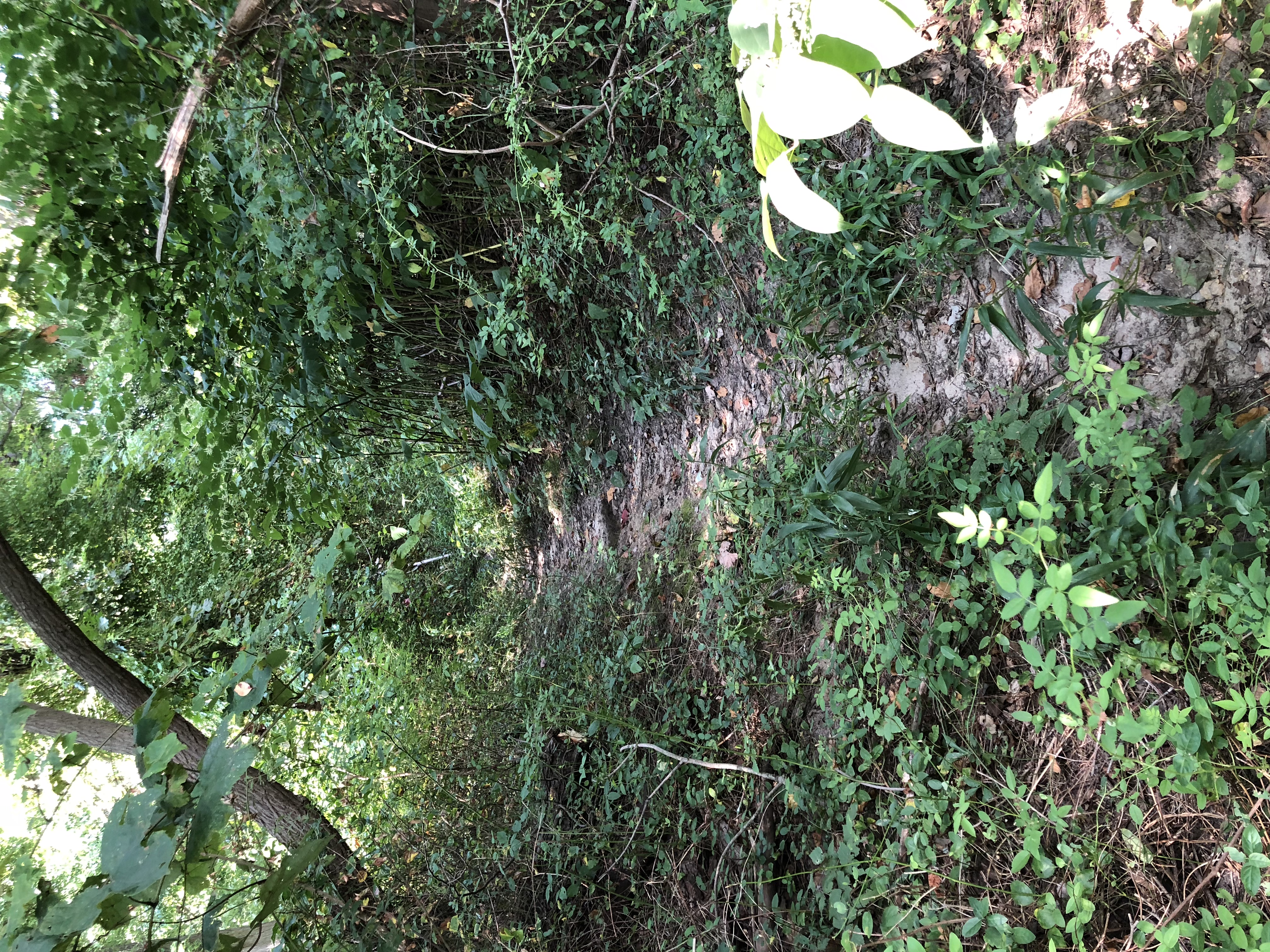 Photographed 19 August 2018.