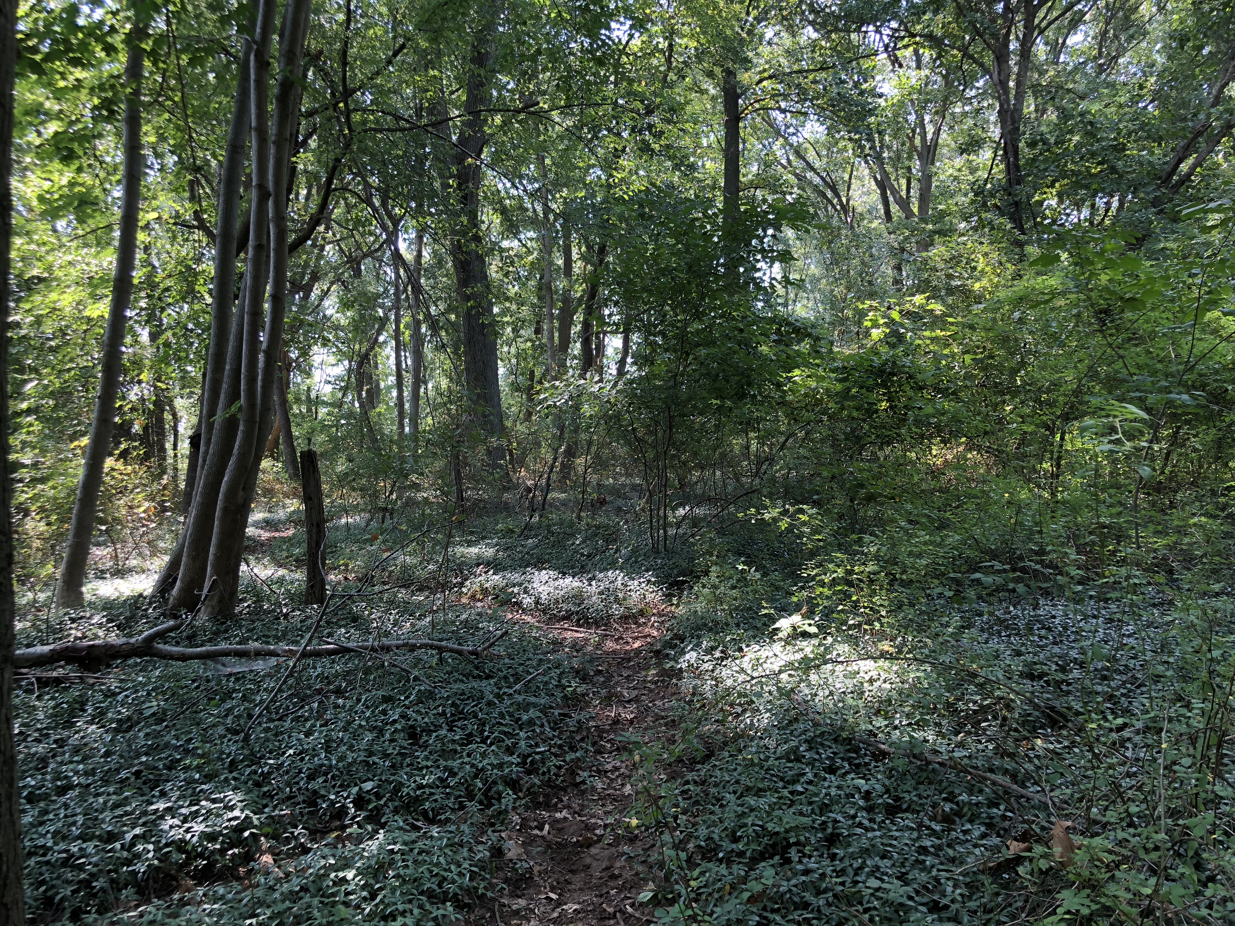 Photographed 19 August 2018.