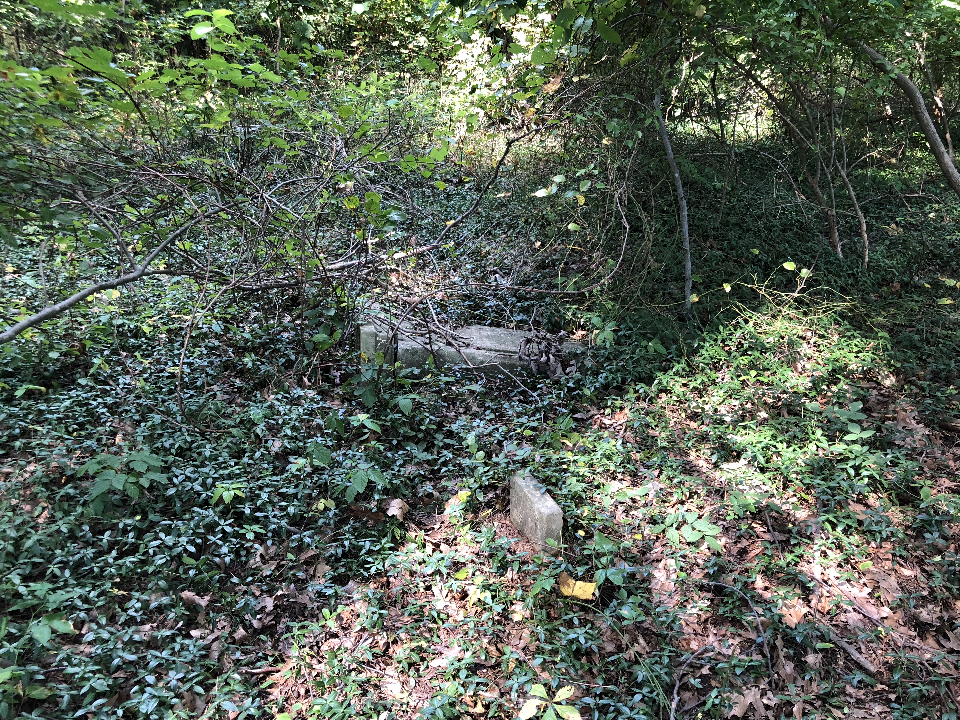 Photographed 19 August 2018.