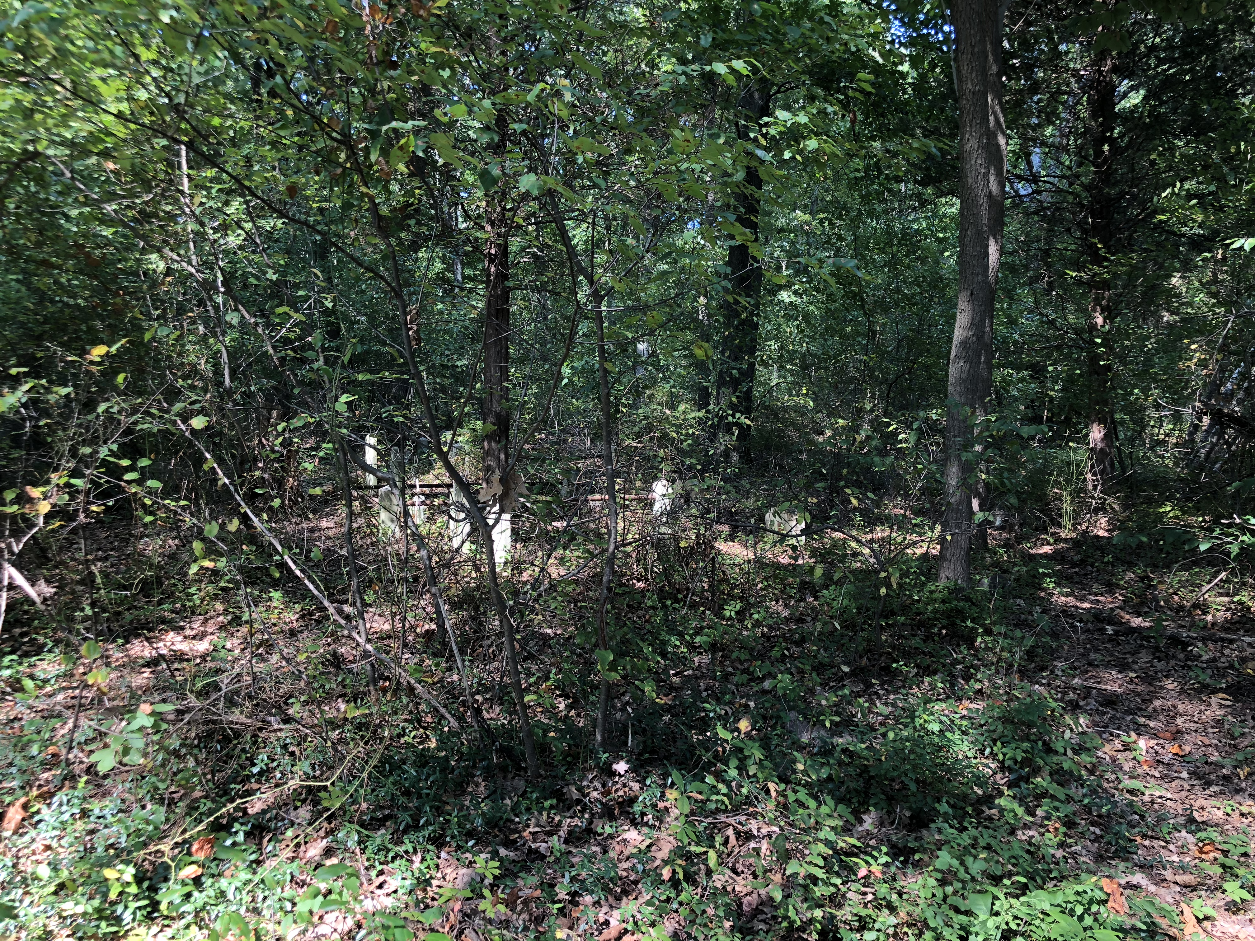 Photographed 19 August 2018.