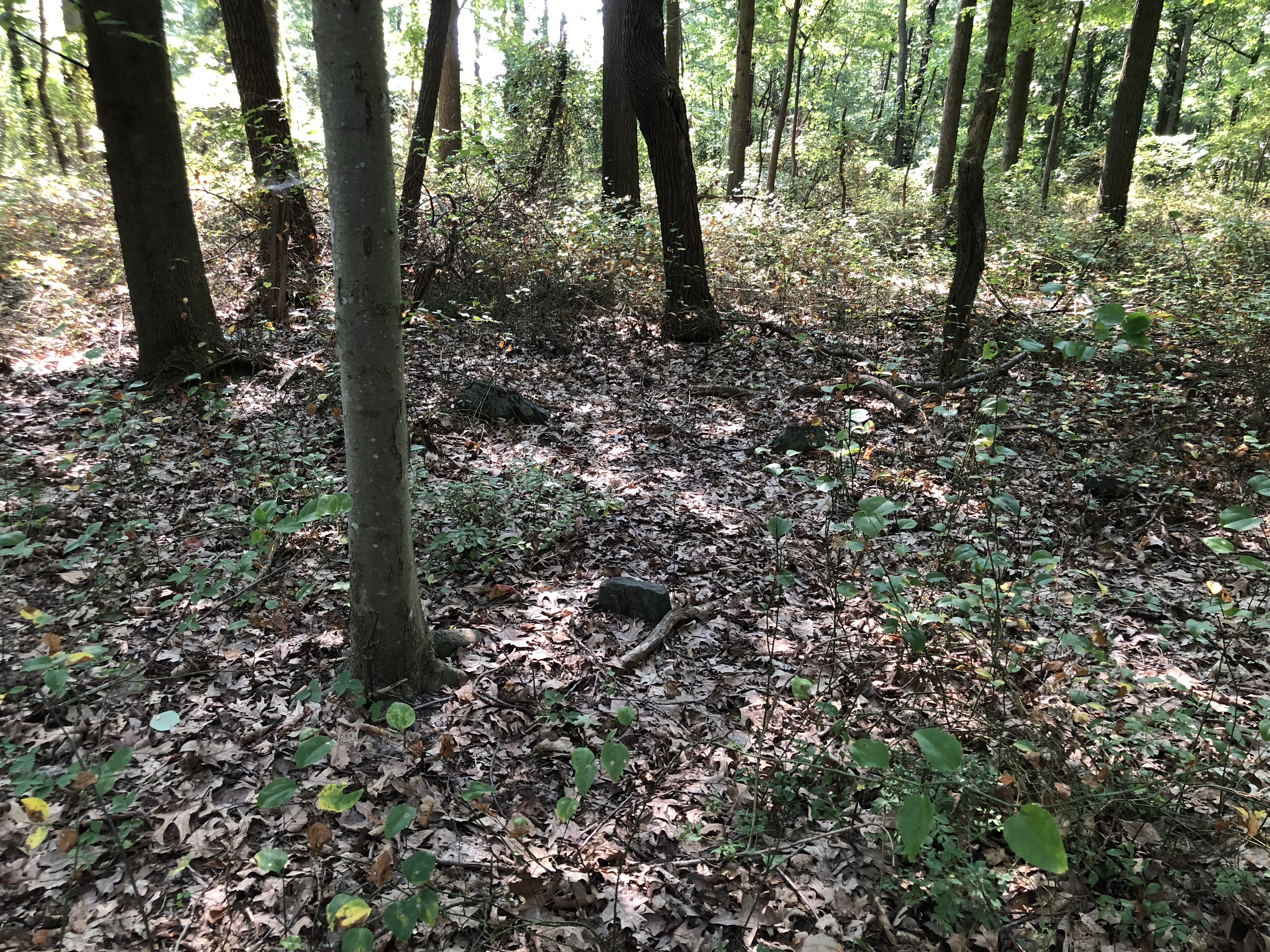 Photographed 19 August 2018.