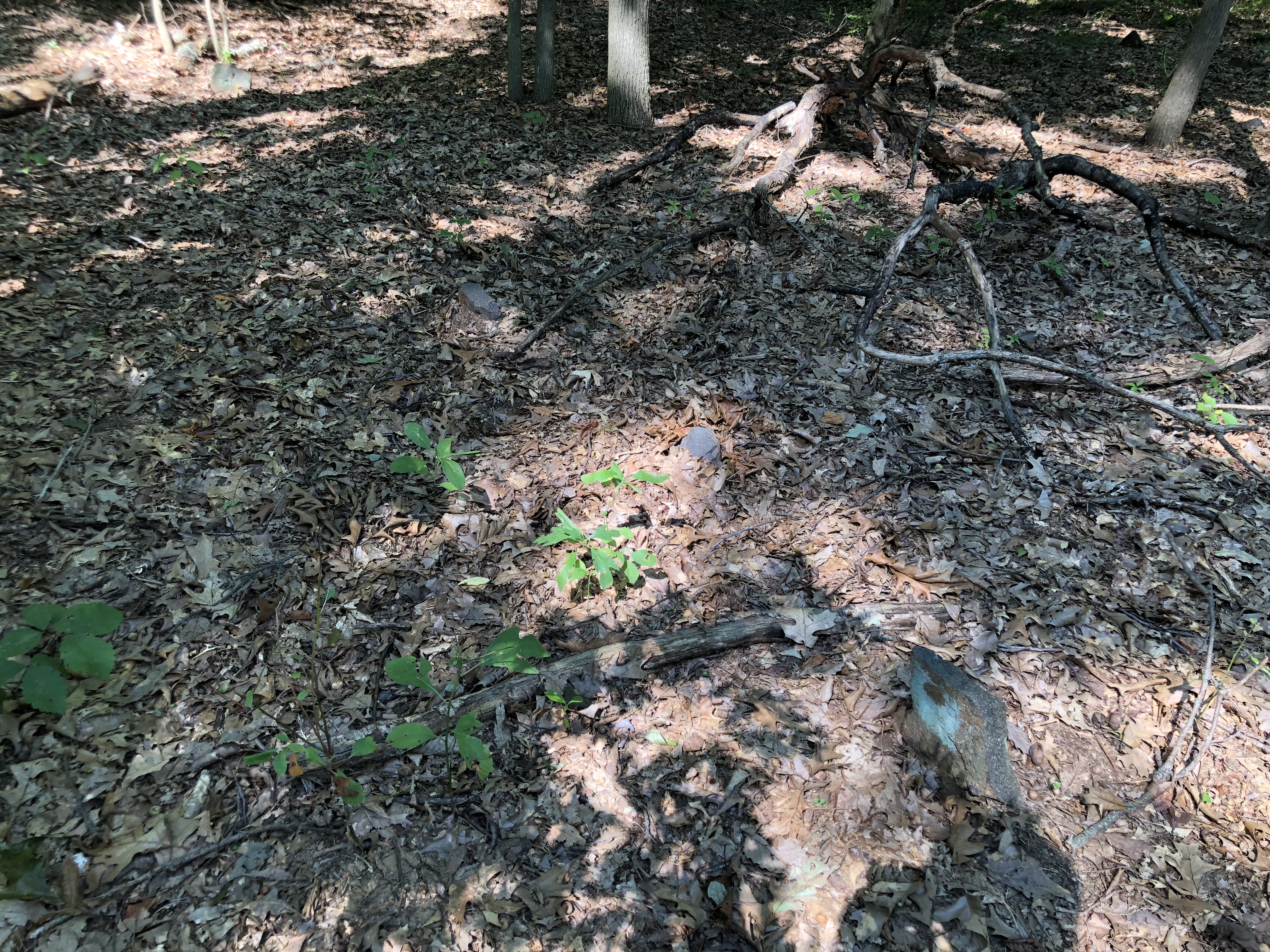 Photographed 19 August 2018.