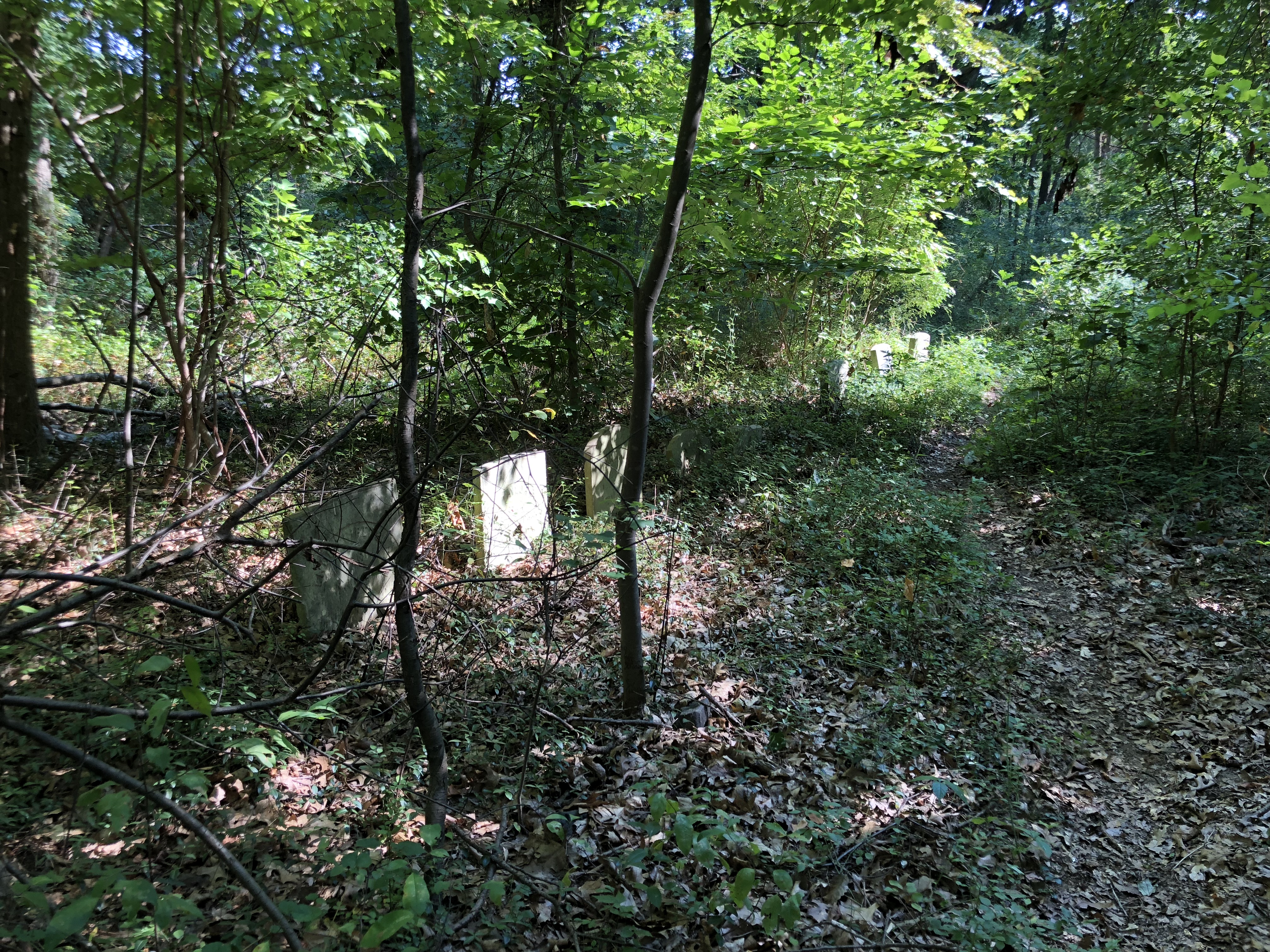 Photographed 19 August 2018.