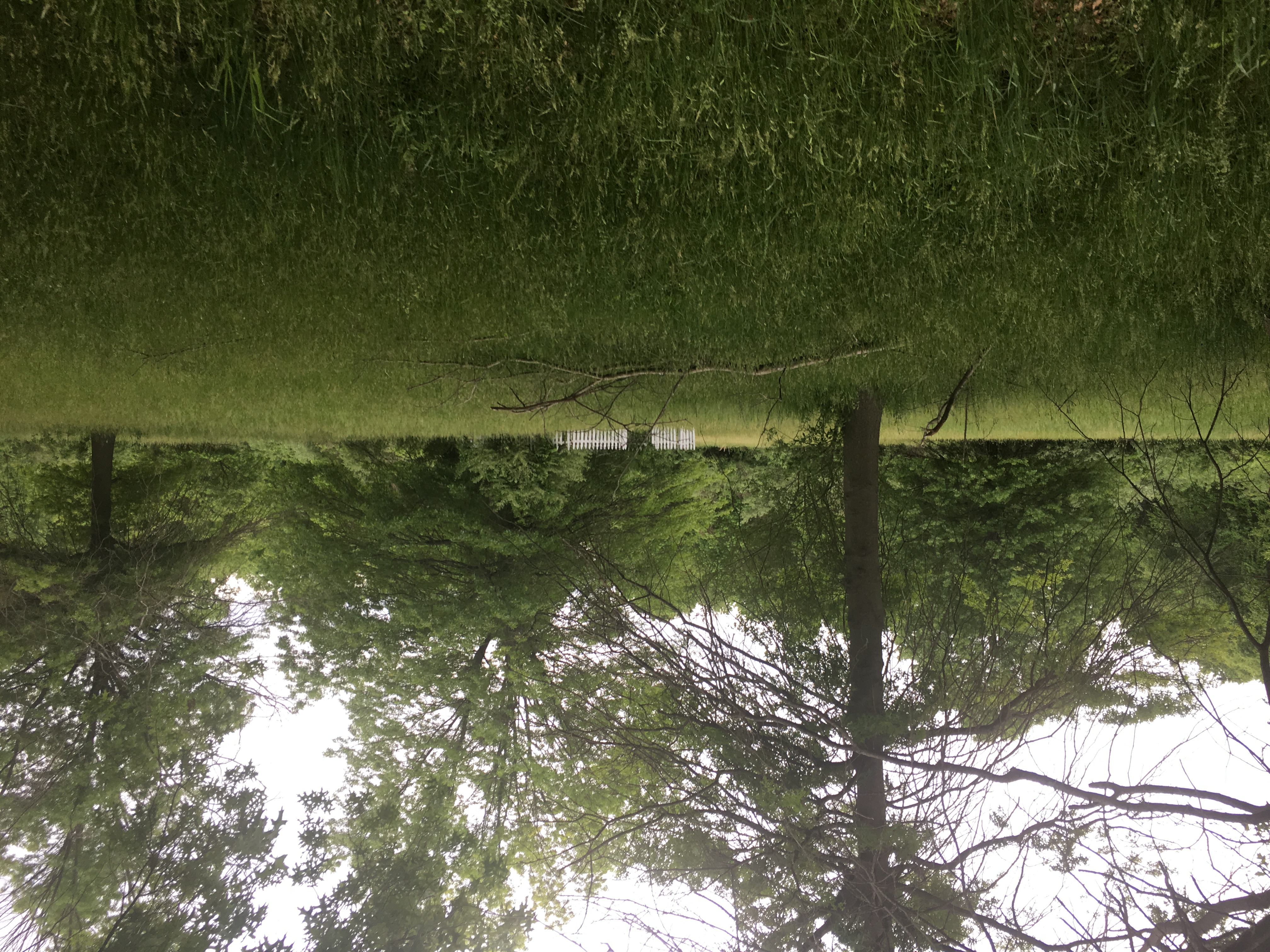 Photographed 22 May 2018.