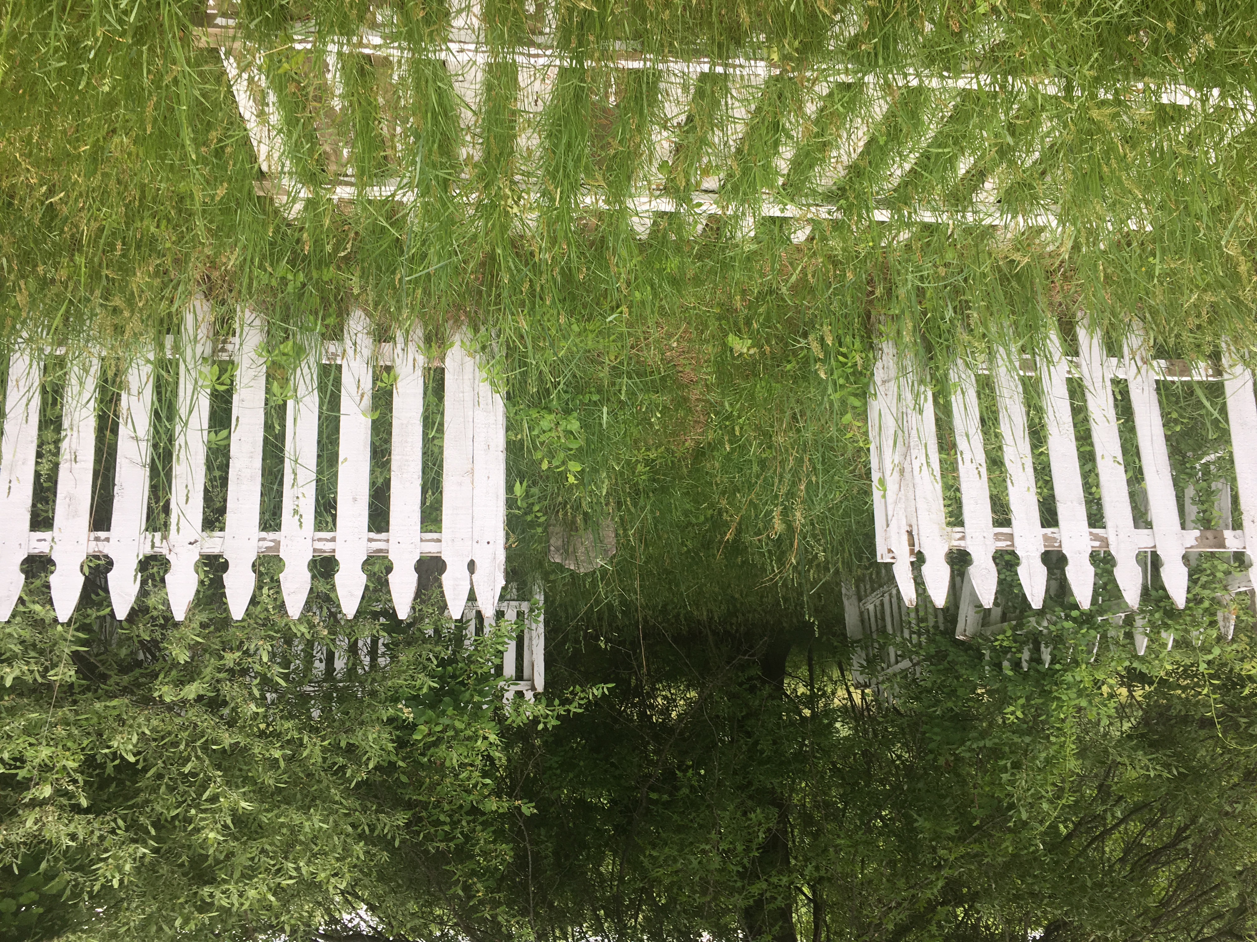 Photographed 22 May 2018.