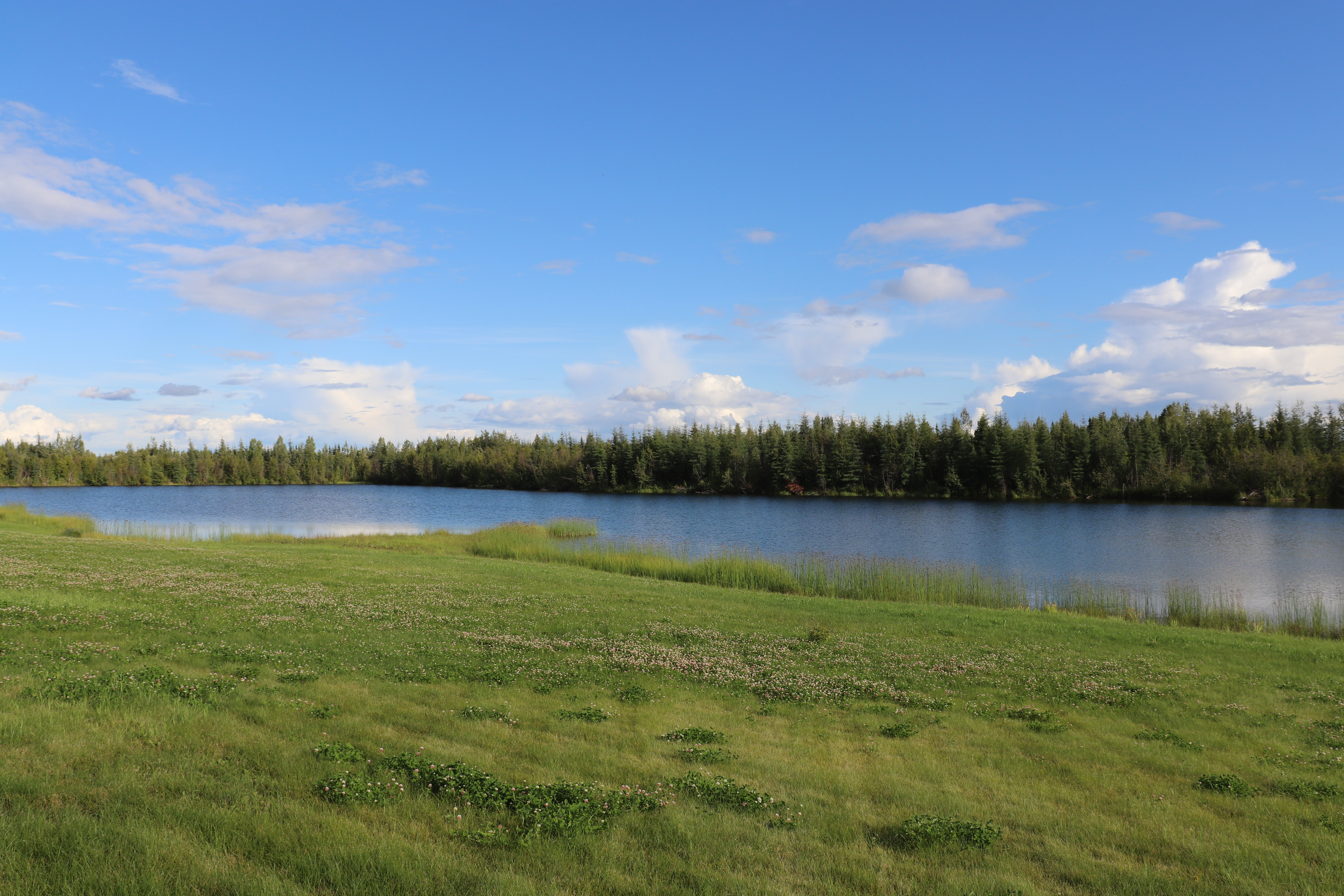 Photographed 27 July 2020.