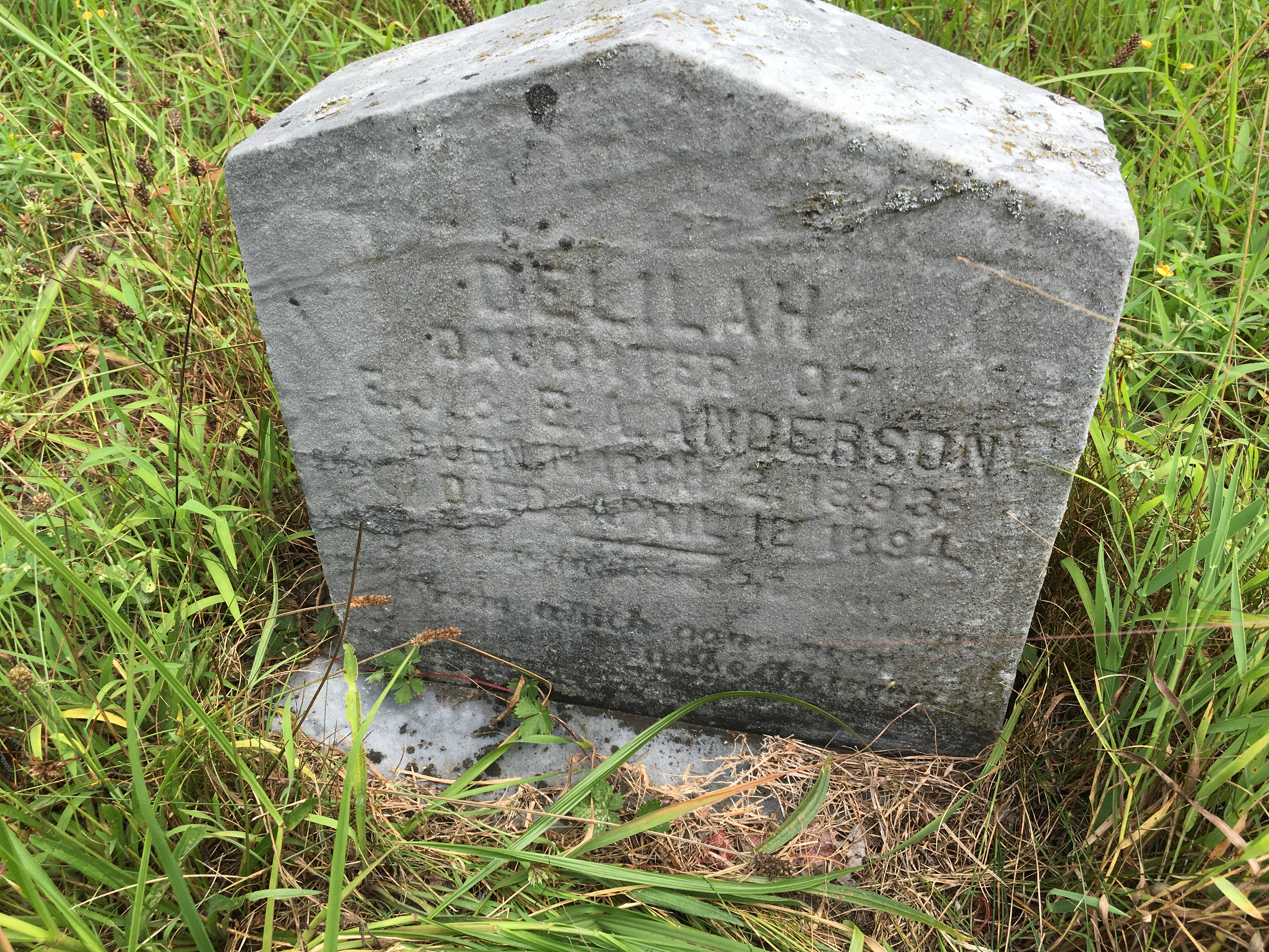 Photographed 16 August 2016.