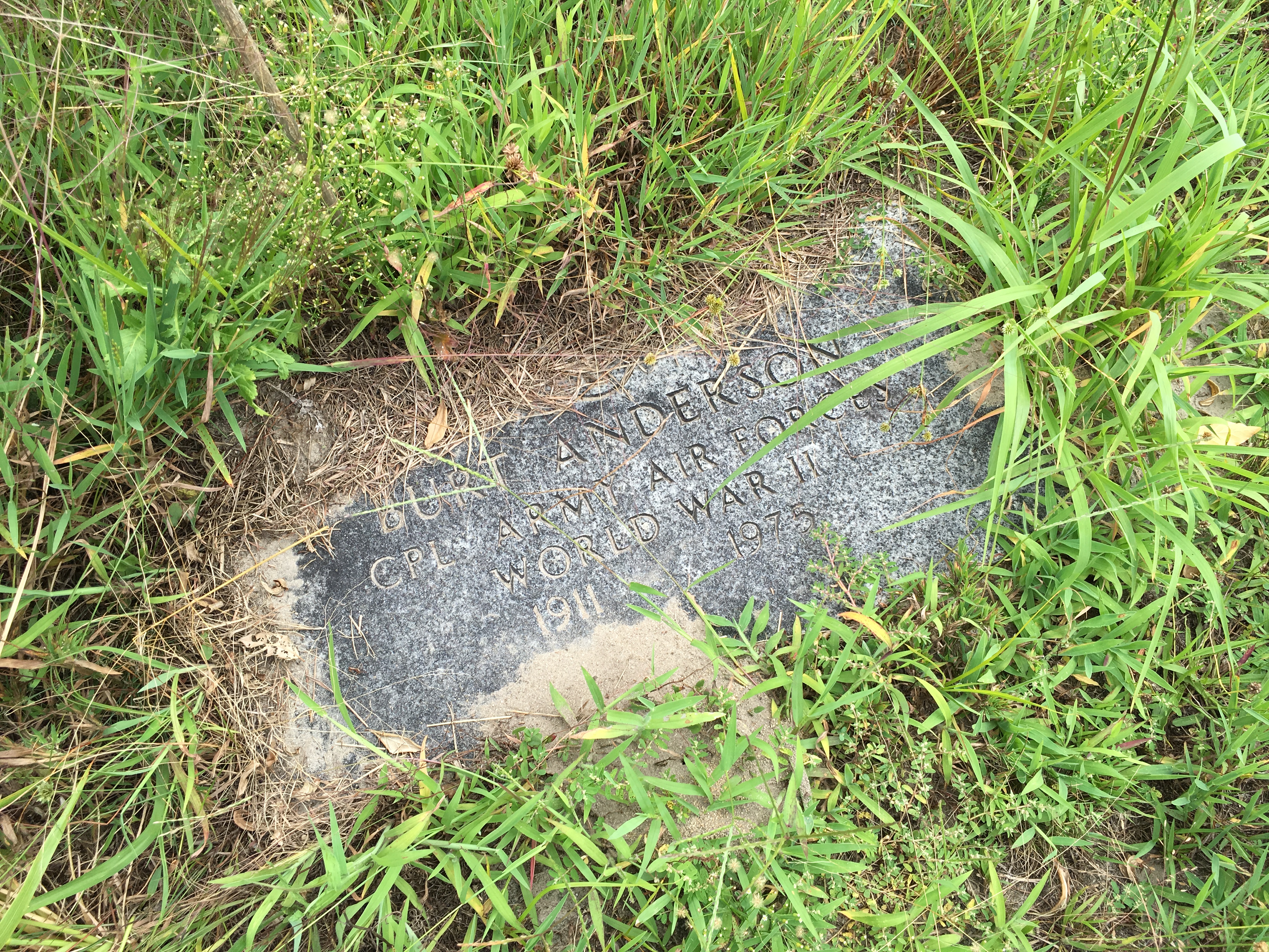 Photographed 16 August 2016.