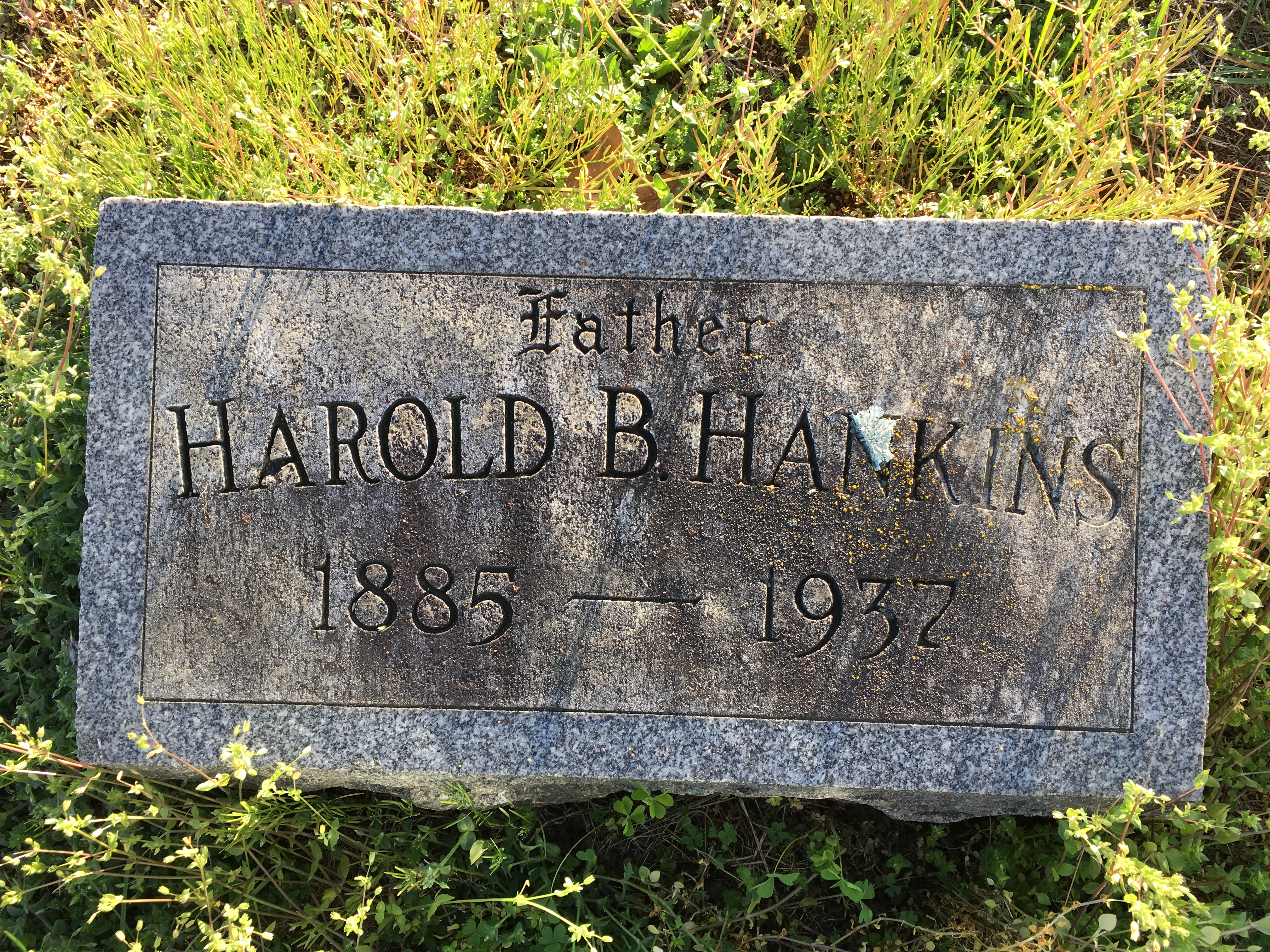 Photographed 18 April 2017.