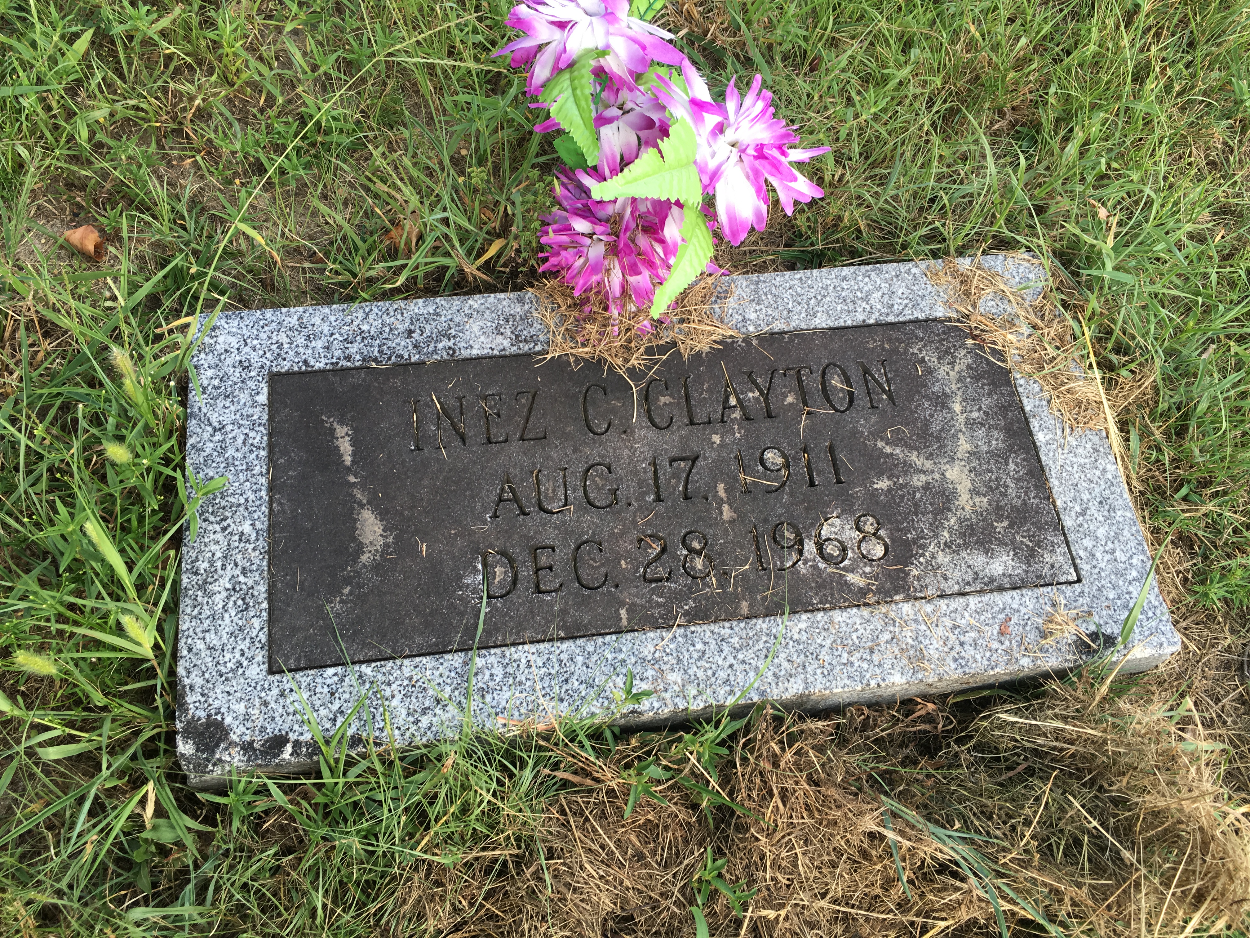 Photographed 16 August 2016.