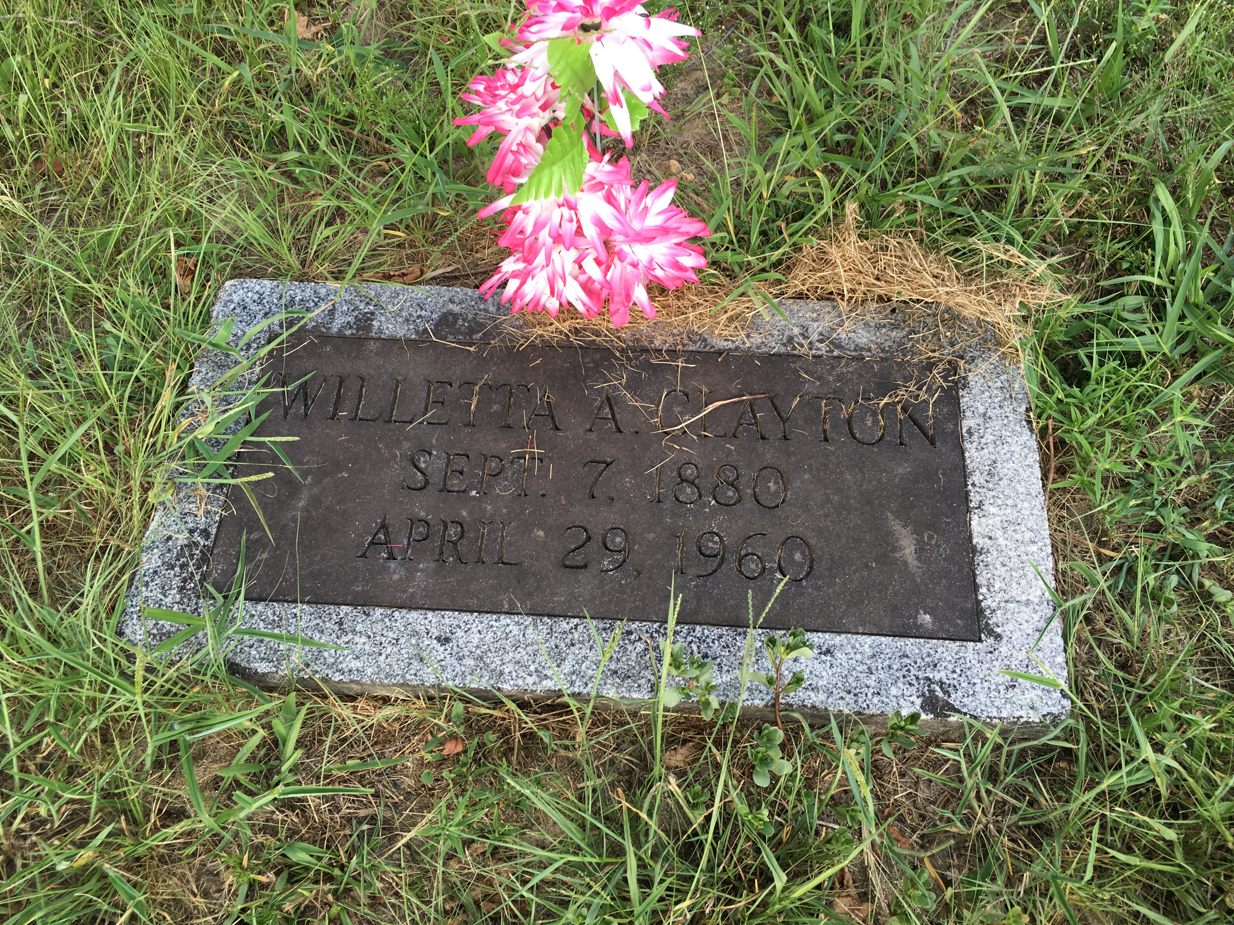 Photographed 16 August 2016.