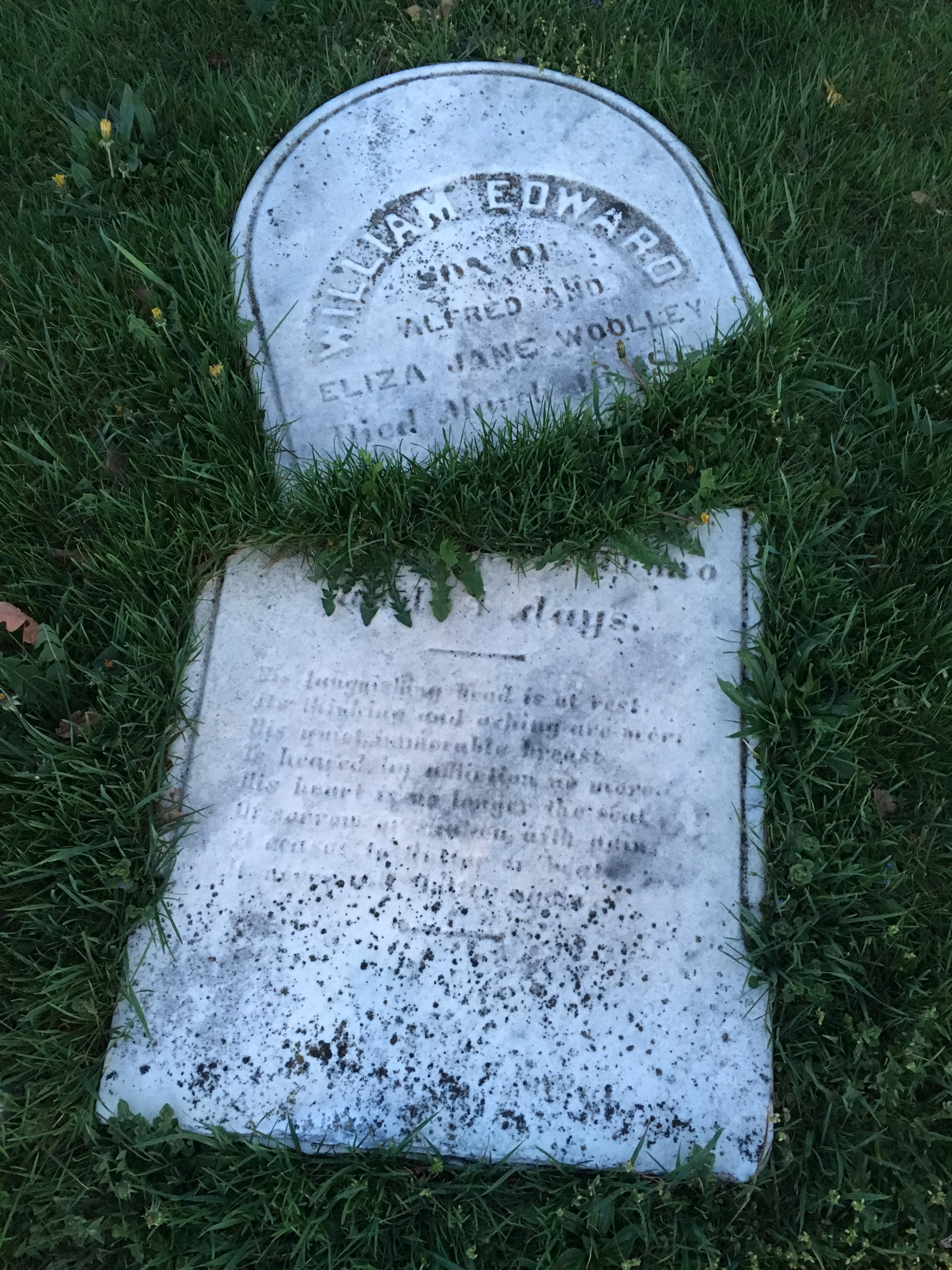 Photographed 18 April 2017.