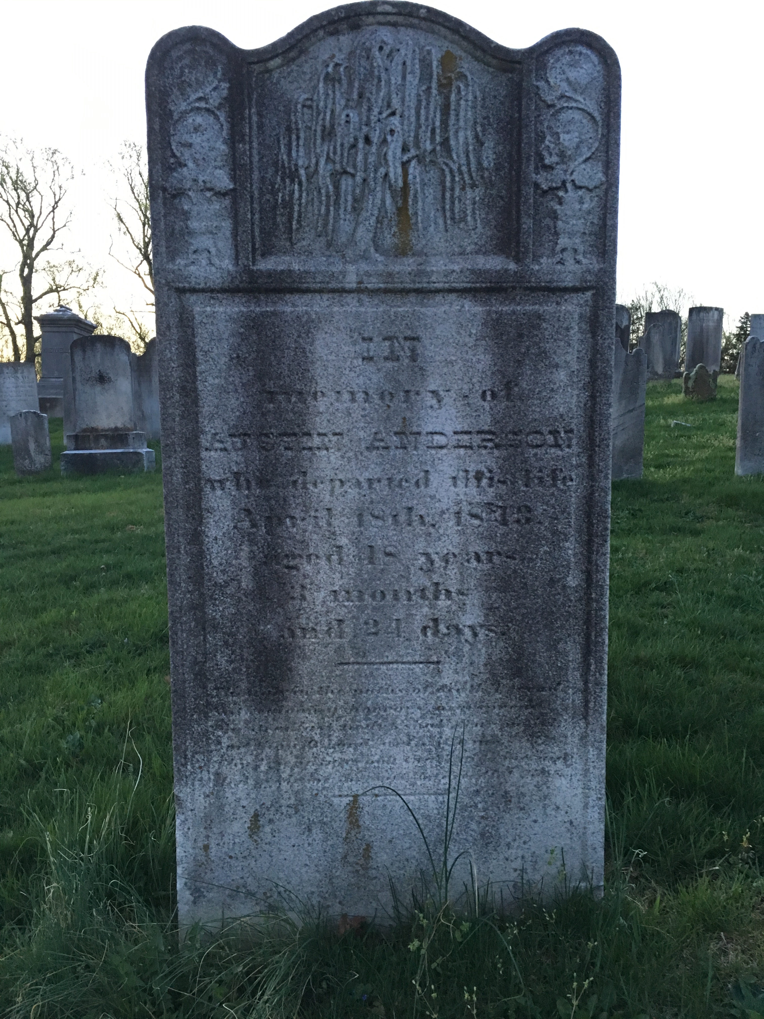 Photographed 18 April 2017.