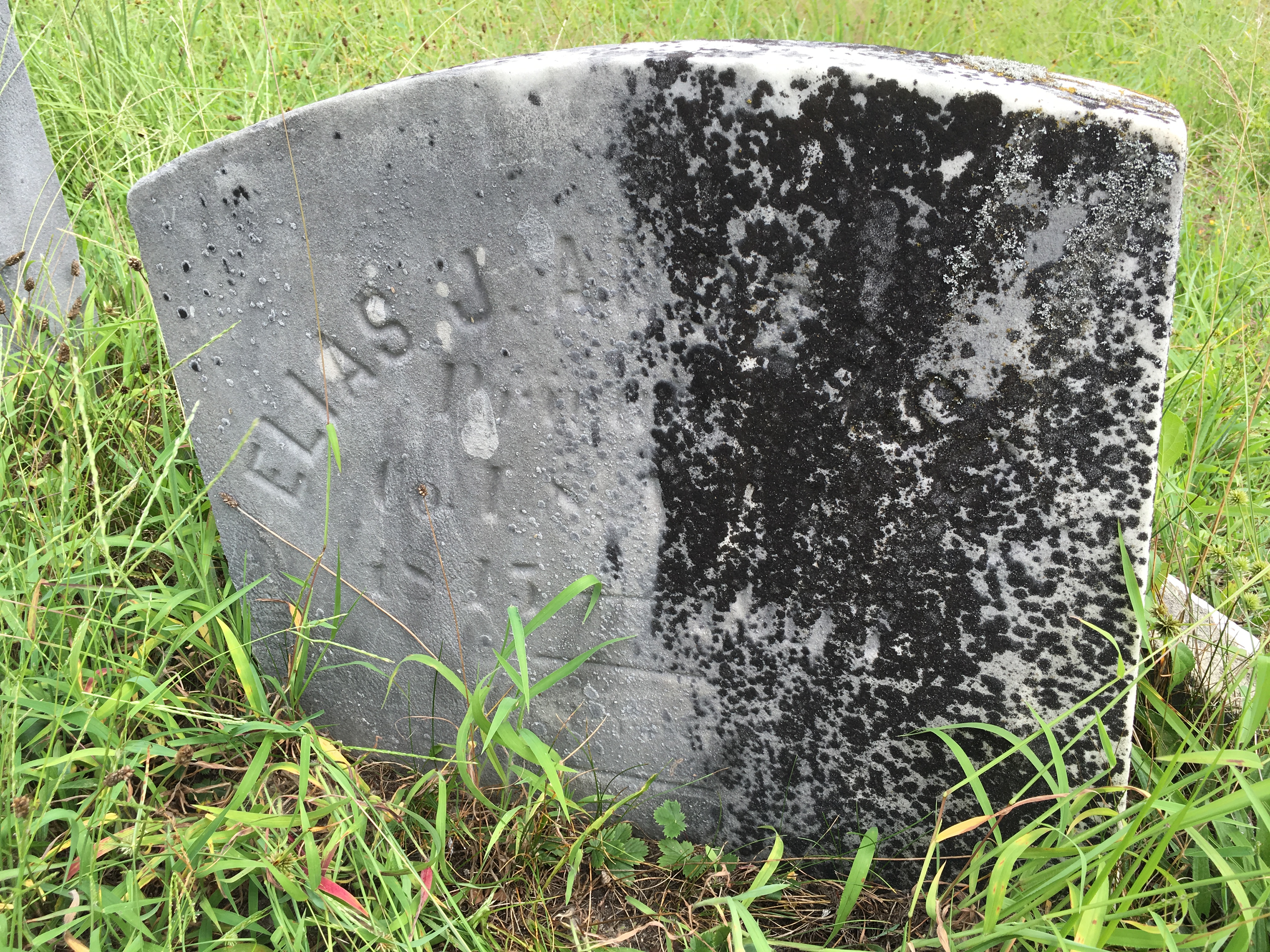 Photographed 16 August 2016.