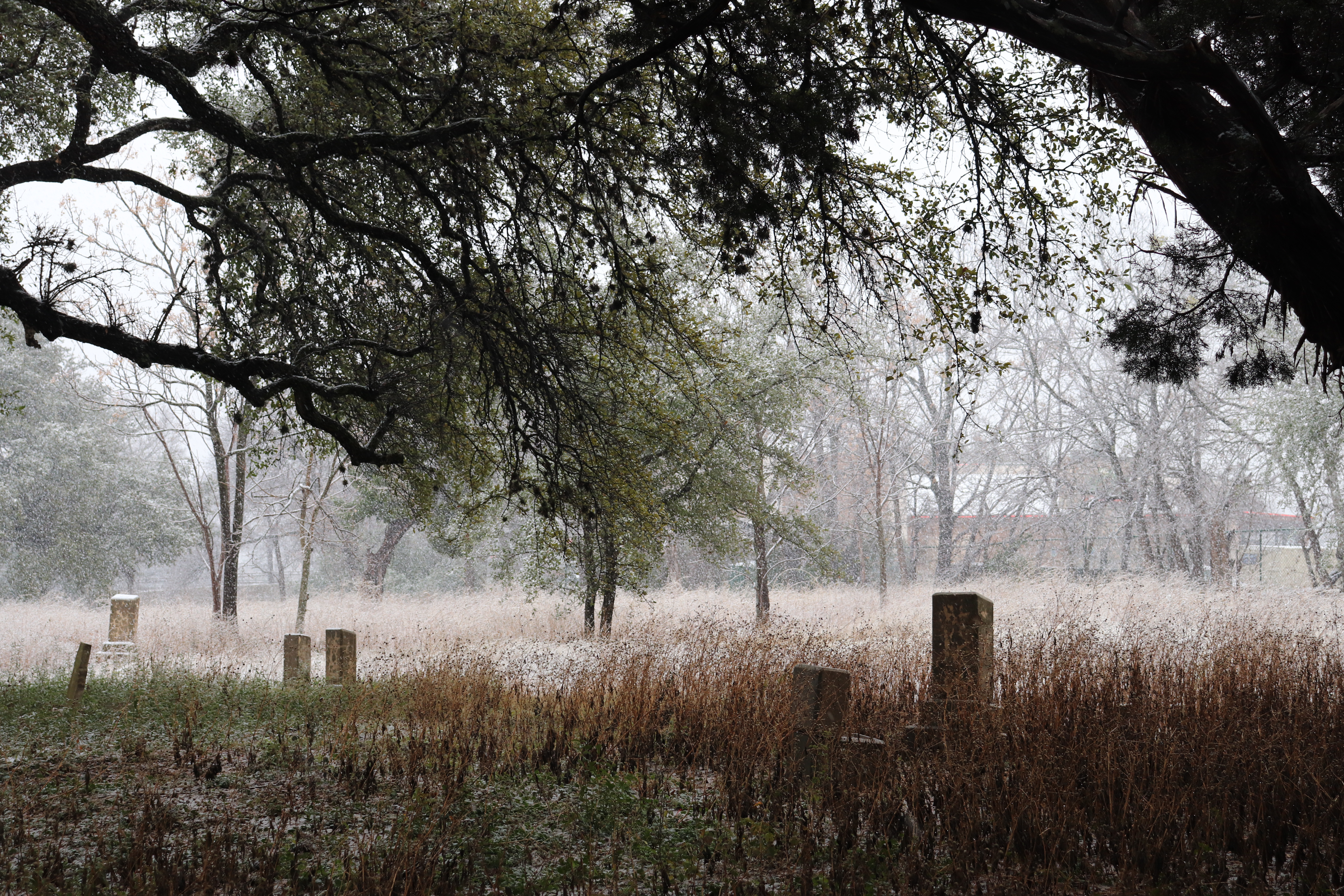 Photographed 10 January 2021.